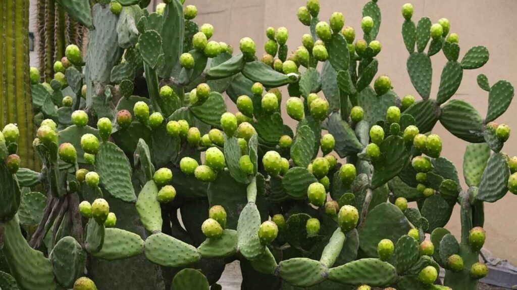 Peruvian Apple Cactus